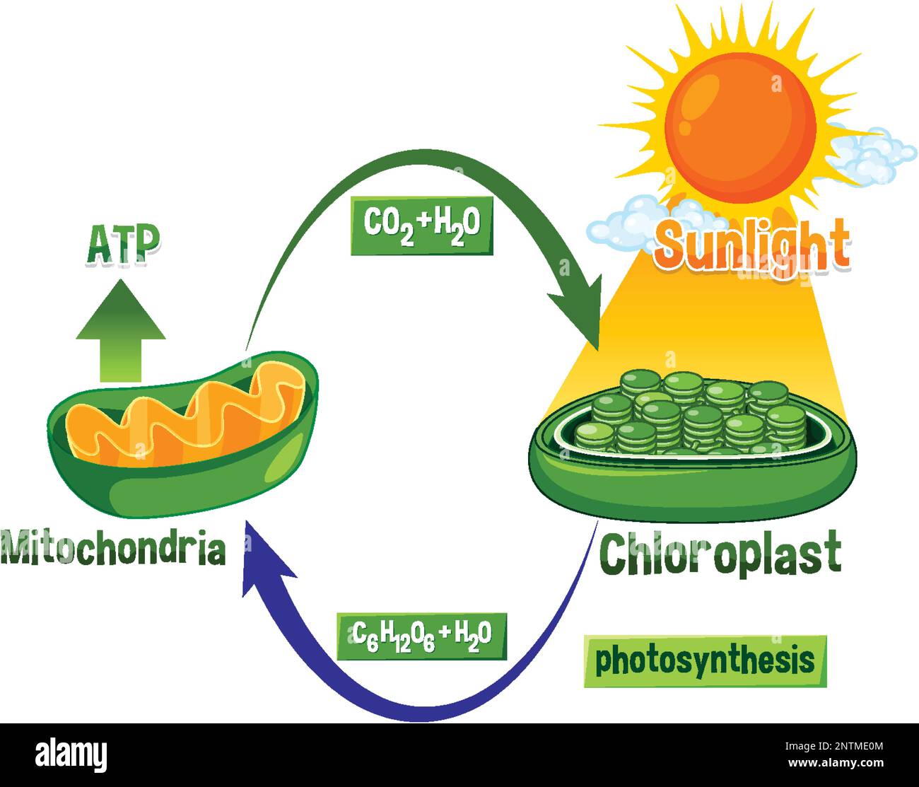 Illustration du schéma de photosynthèse et de respiration cellulaire Illustration de Vecteur