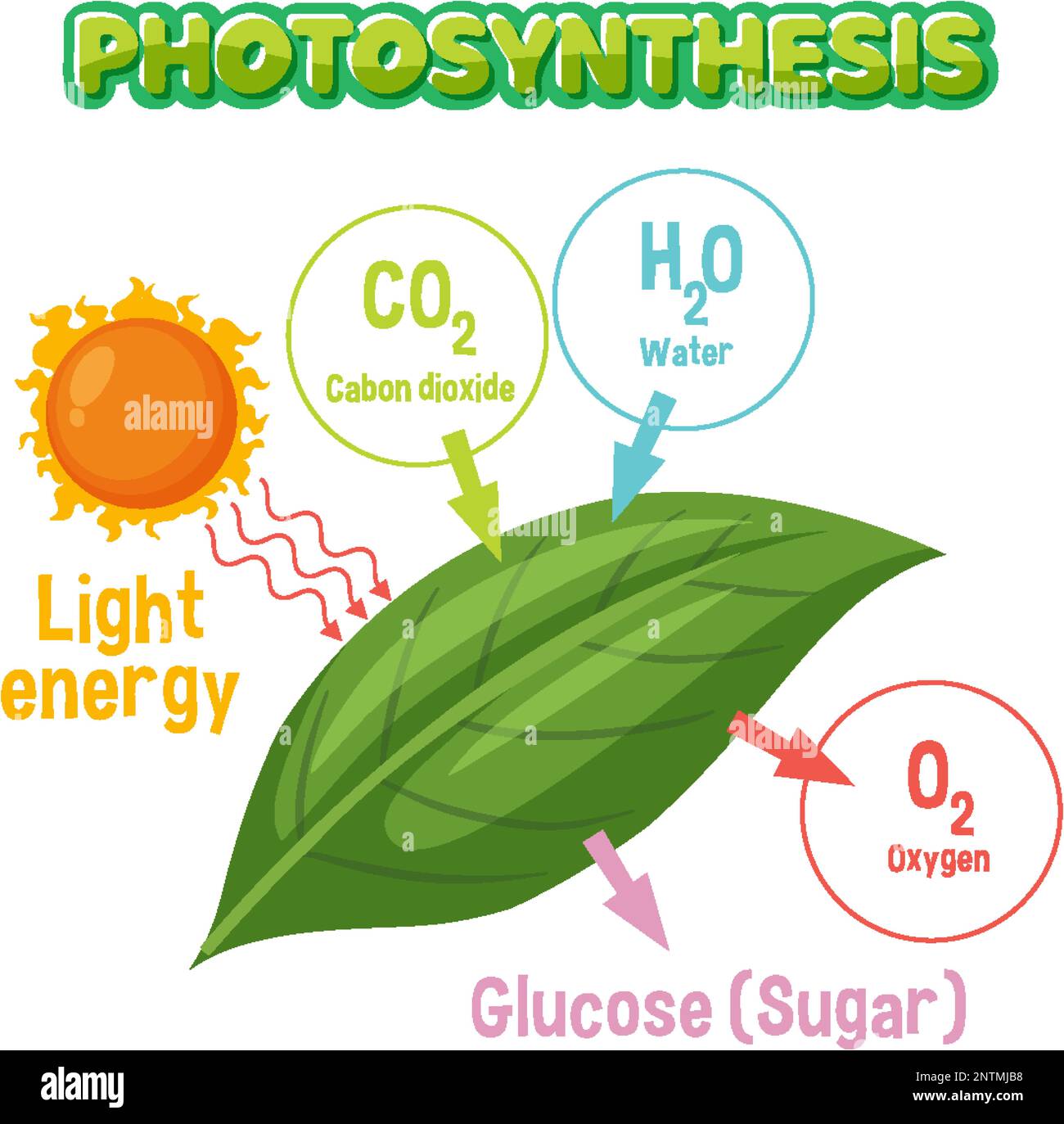 Diagramme de la photosynthèse pour illustration de l'enseignement de la biologie et des sciences de la vie Illustration de Vecteur