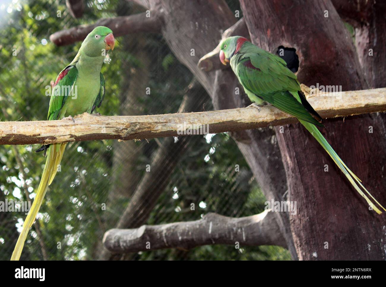 Deux perruches Alexandrine (Psittacula eupatria) perchées sur un poteau en bois dans un zoo : (pix Sanjiv Shukla) Banque D'Images