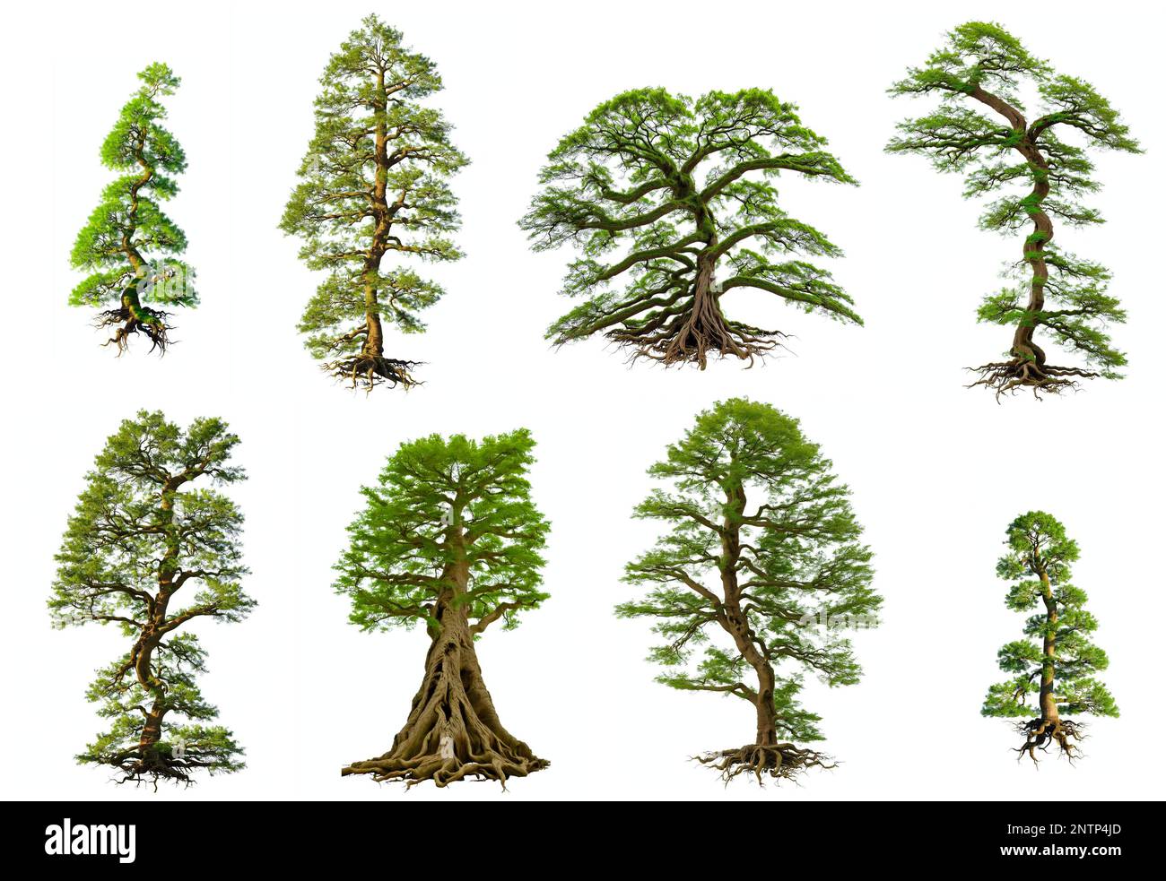 ensemble arbre, collection de belles plantes Banque D'Images
