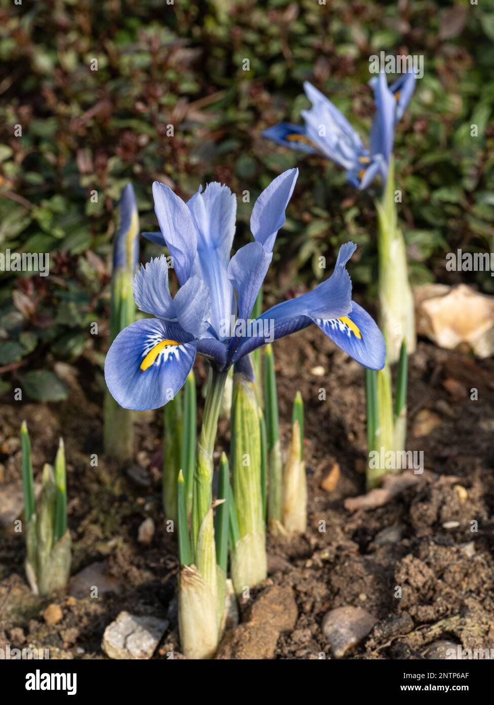 Les délicates fleurs bleu ciel d'Iris reticulata 'Alida' Banque D'Images