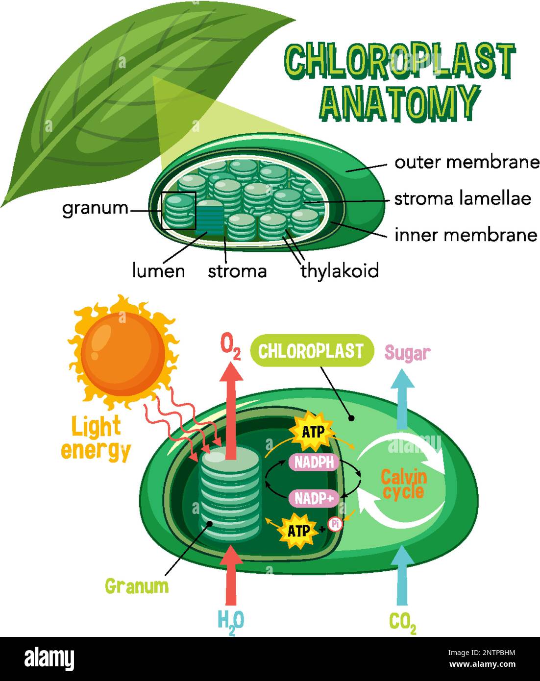 Schéma de l'anatomie chloroplastique pour la biologie et l'enseignement des sciences de la vie Illustration de Vecteur