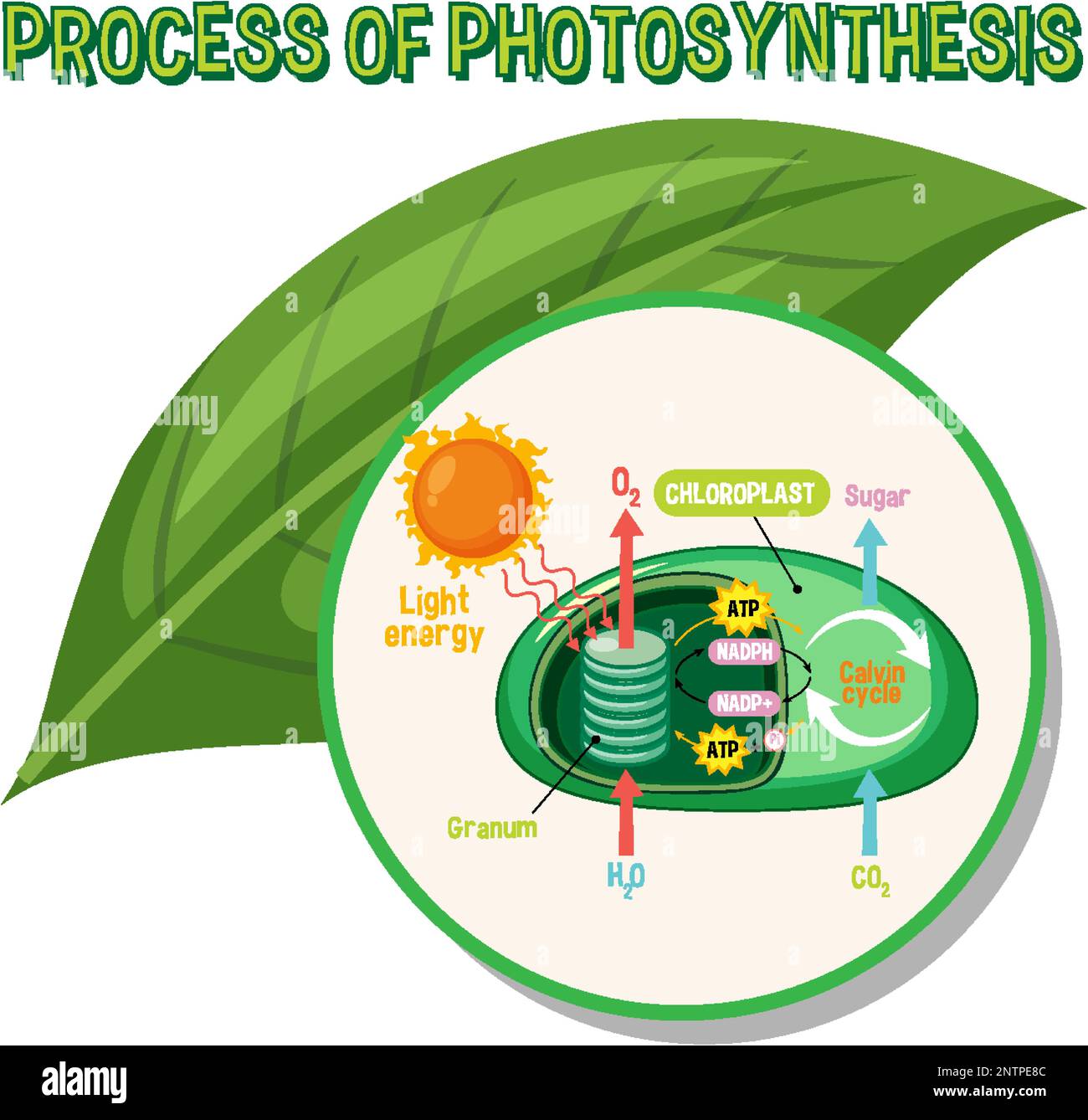 Diagramme de la photosynthèse pour illustration de l'enseignement de la biologie et des sciences de la vie Illustration de Vecteur