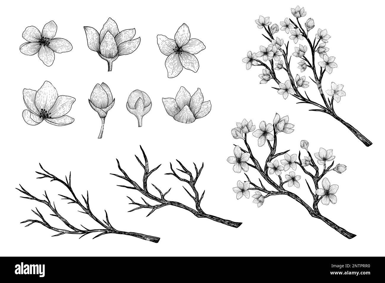 collection vectorielle dessinée à la main de branches et de fleurs de sakura Illustration de Vecteur