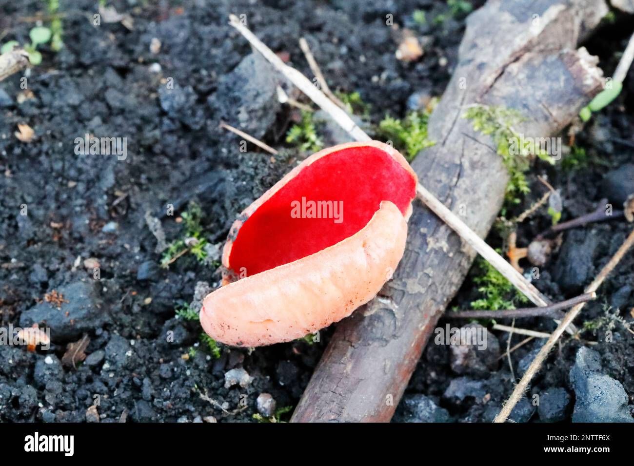 Le Scarlet ELFCUP (Sarcoscypha austriaca) pousse dans la mousse de Sphagnum. Banque D'Images