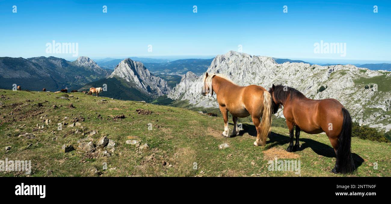 Vue panoramique sur les chevaux sauvages qui bissent dans les montagnes du parc naturel d'Urkiola, province de Vizcaya, pays basque, Espagne Banque D'Images