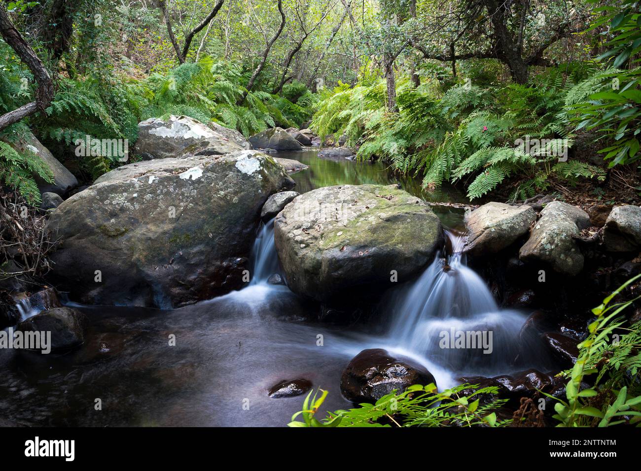 Petite rivière dans la forêt du parc naturel de Sarit, Algeciras, province de Cadix, Andalousie, Espagne Banque D'Images