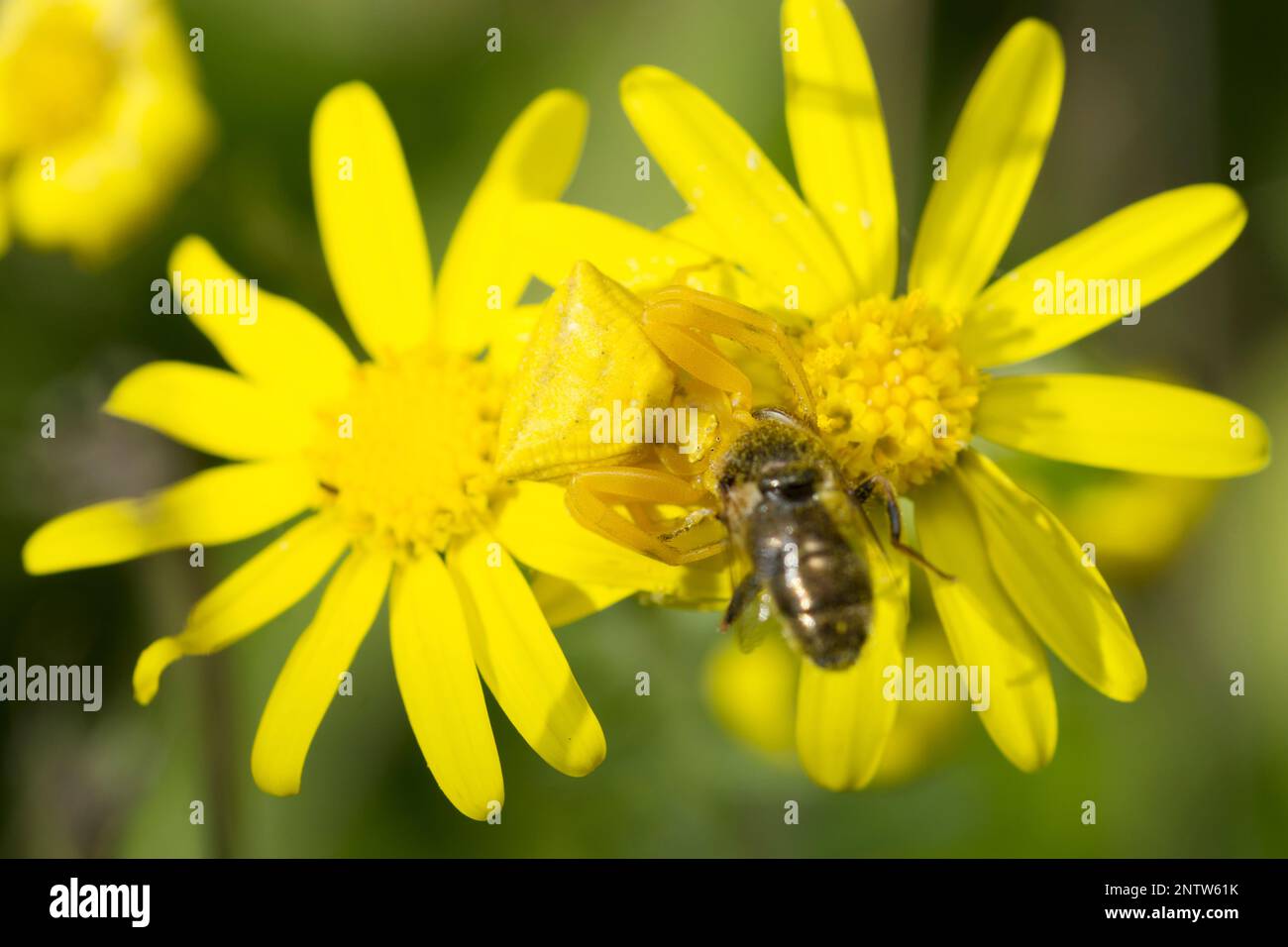 Araignée de crabe jaune, thomisus onustus, sur une fleur de fond jaune qui attrape une mouche commune de la lagune, Eristalinus Aeneus Banque D'Images