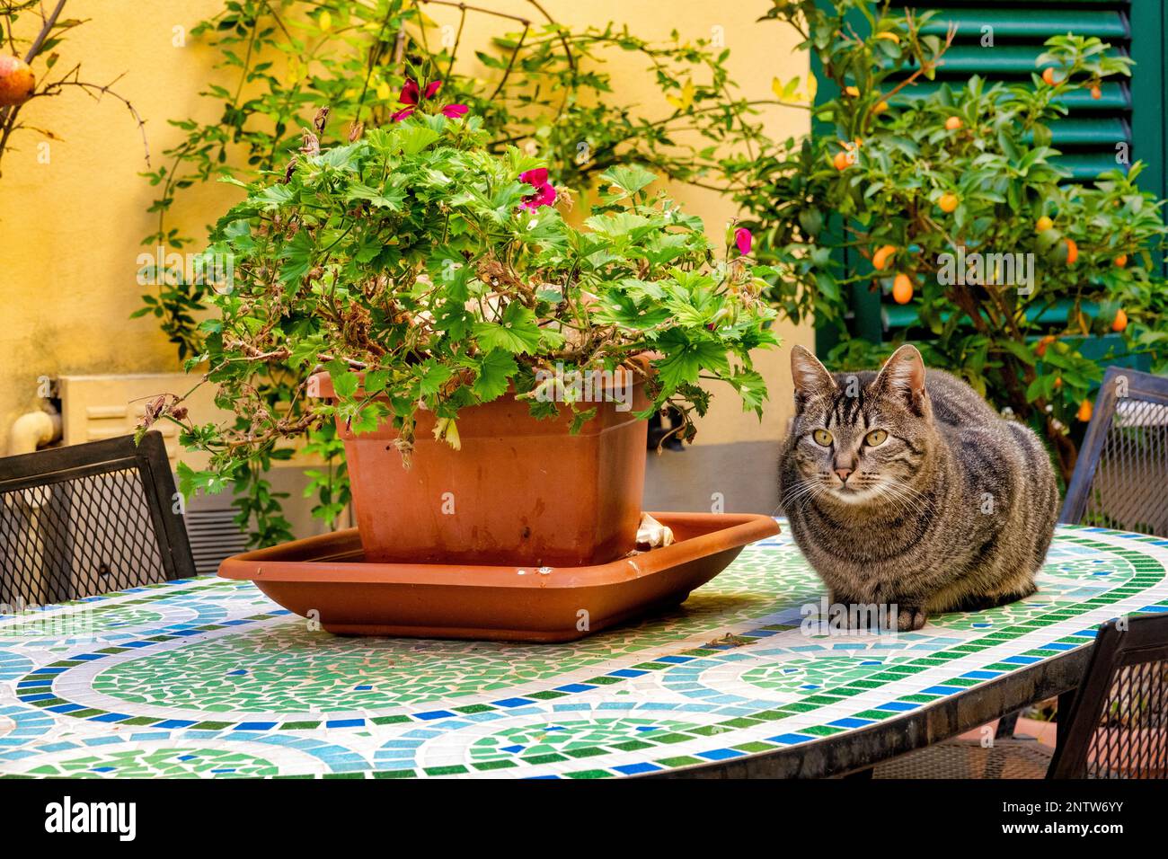 Chat de shorthair européen (felix catus) sur une table, Pianella, Italie Banque D'Images