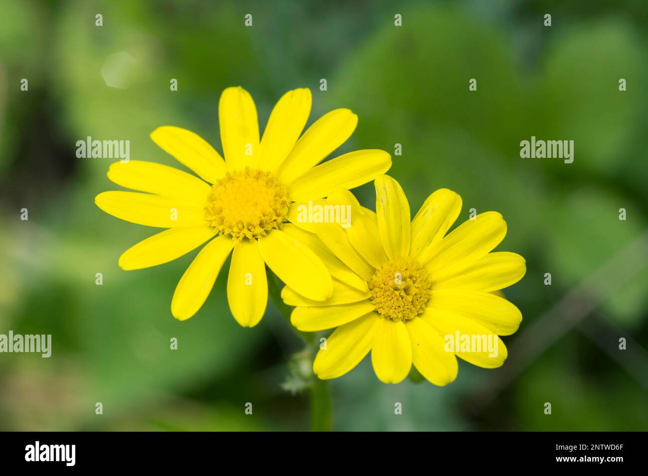 Fleur jaune du bassin de l'est, Senecio vernalis Banque D'Images