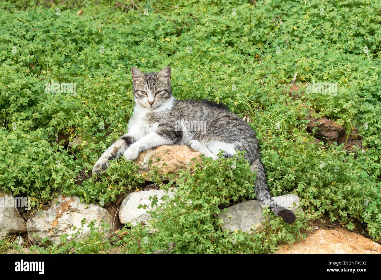 Chat reposant sur un rocher dans un jardin Banque D'Images