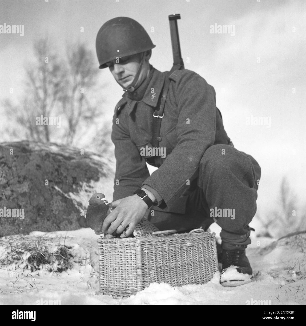 L'armée suédoise en WW2. On voit un soldat tenir un pigeon entre ses mains. Les pigeons de guerre ont été utilisés par l'armée suédoise pendant la Seconde Guerre mondiale Les pigeons transportait des messages d'un endroit à l'autre souvent un morceau de papier dans un petit contenant en métal attaché à sa jambe. Les pigeons domestiques ont été manipulés et entraînés par une unité spéciale de l'armée suédoise. Les pigeons domestiques ont joué un rôle essentiel dans l'invasion de la Normandie, car les radios ne pouvaient pas être utilisées par crainte que l'ennemi intercepte des informations vitales. Suède décembre 1940. Kristoffersson réf. 184-13 Banque D'Images