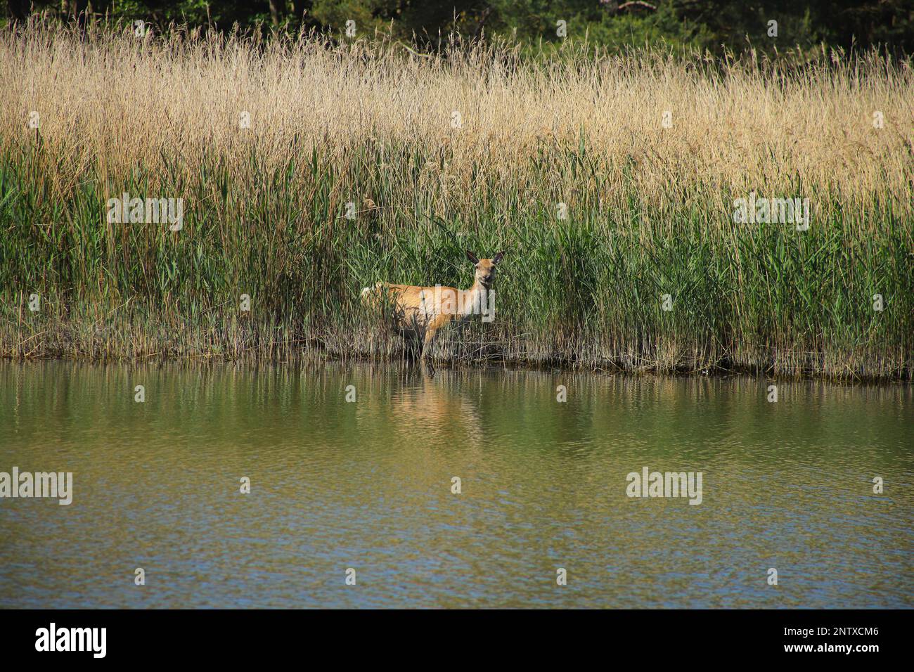Un cerf sauvage dans le parc national de la région de la lagune de Poméranie occidentale, péninsule de Darss - Allemagne Banque D'Images