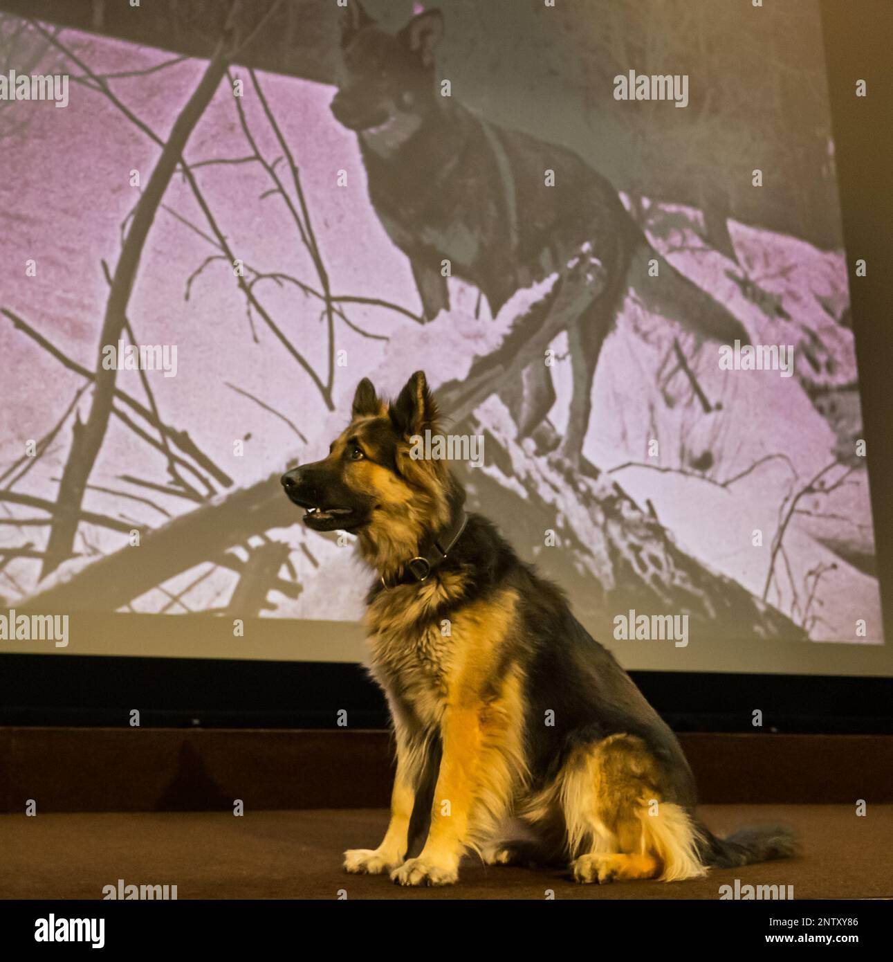 Hippodrome Cinema, Bo'Ness, Écosse, Royaume-Uni, 28 février 2023. Hippodrome Silent film Festival: Le programme HippFest 2023 célèbre le centenaire du début de l'écran de Rin Tin Tin, où le Nord commence (1923) à être projeté au festival; Kuna, un Berger allemand de style alsacien, pose devant l'écran de l'Hippodrome avec des photos de Rin Tin Tin Tin. Crédit : Sally Anderson/Alay Live News Banque D'Images