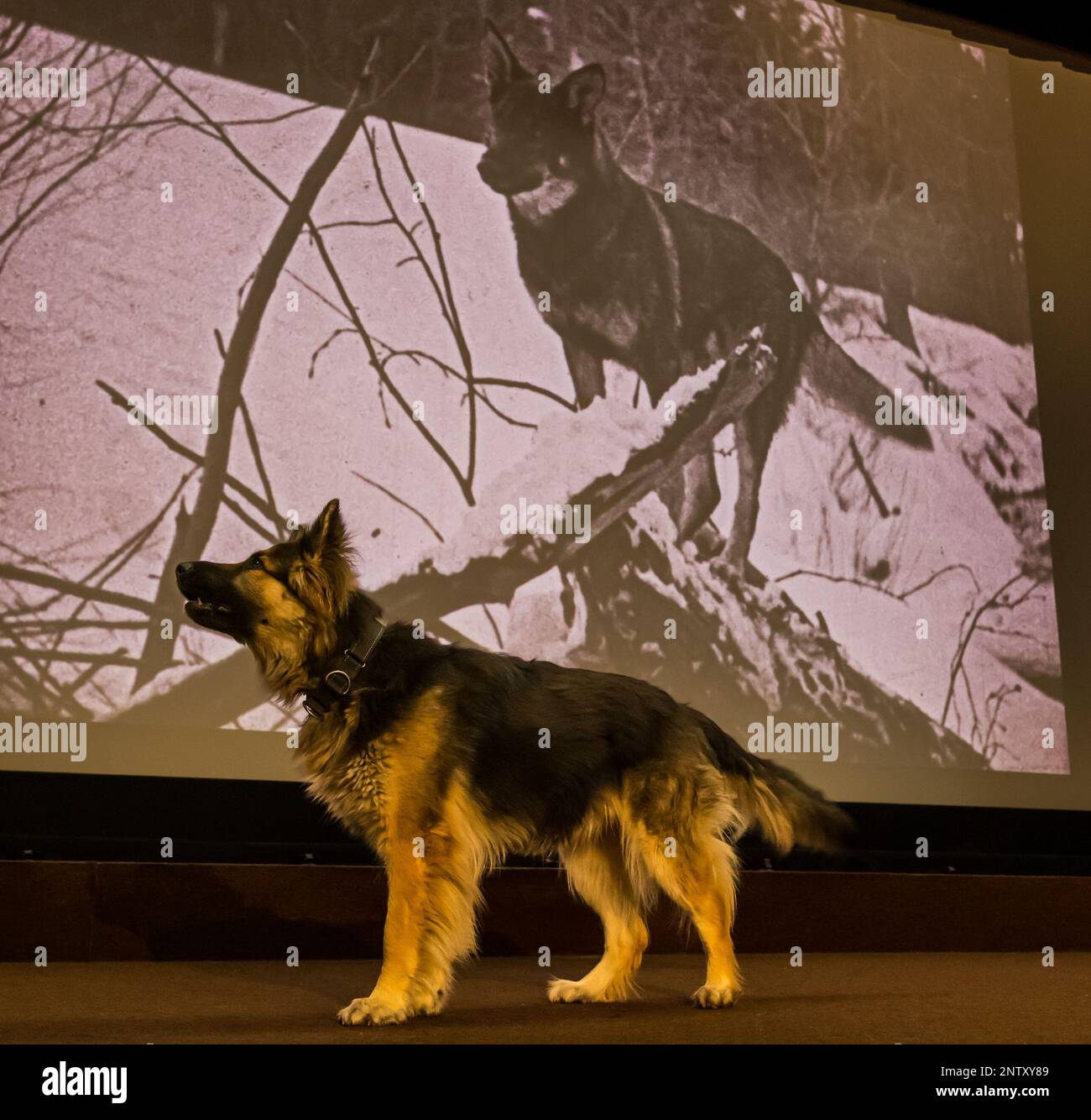 Hippodrome Cinema, Bo'Ness, Écosse, Royaume-Uni, 28 février 2023