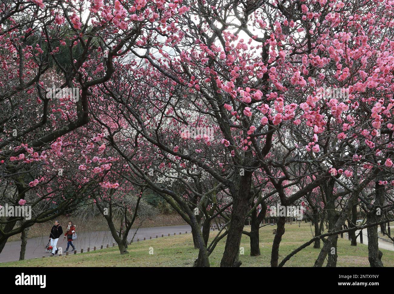 People pass through under the early-blooming plum trees at Kozen Park in Sakai, Osaka Prefecture on February 14, 2019. Approximately 1,200 plum trees of 50 varieties are planted at 27,000 square-meter ground.( The Yomiuri Shimbun via AP Images ) Banque D'Images
