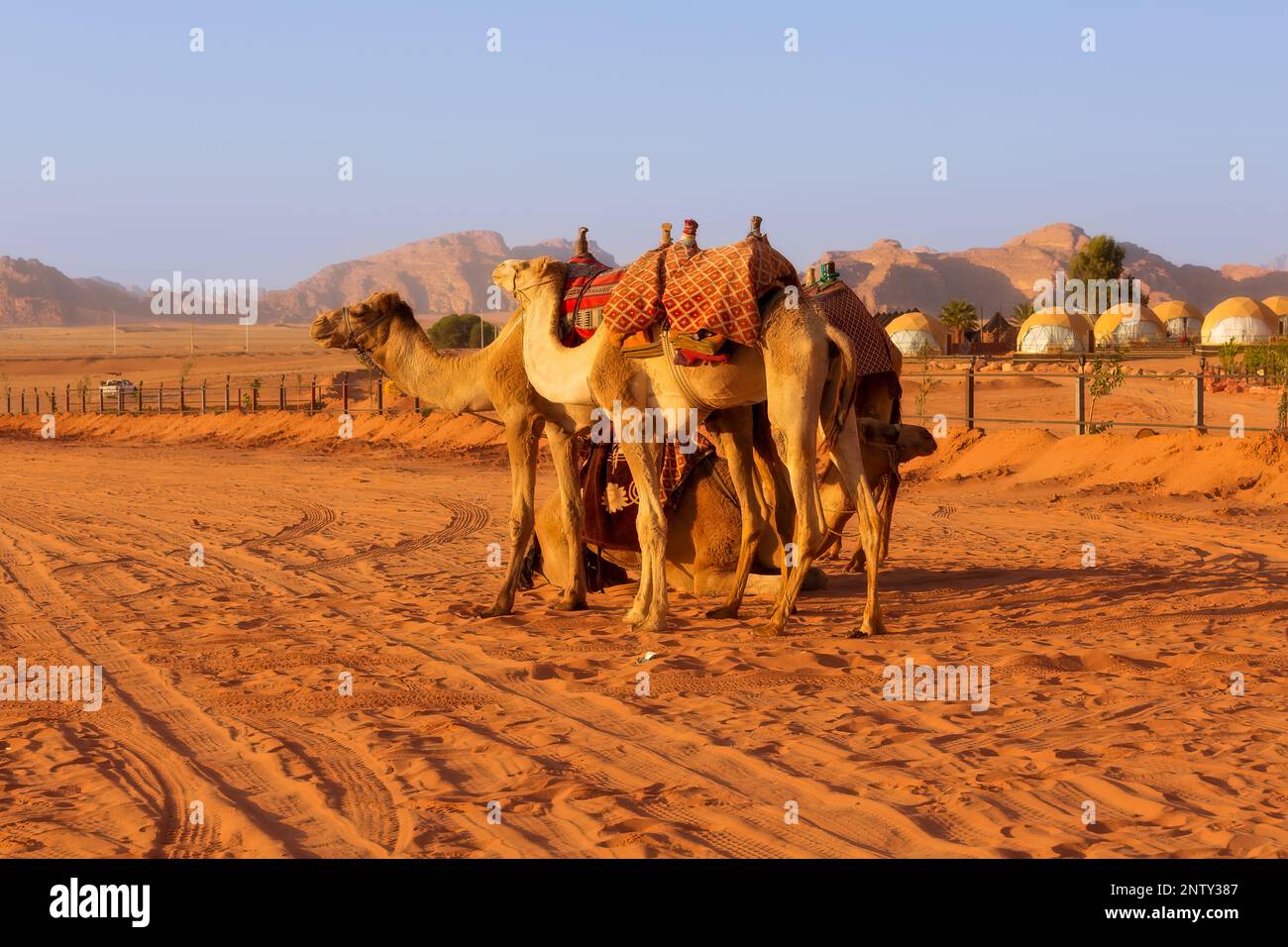 Jordanie, caravane de chameaux repose dans le majestueux désert de Wadi Rum, Vallée de la Lune. Paysage avec tentes de camp et rochers de montagne en grès Banque D'Images