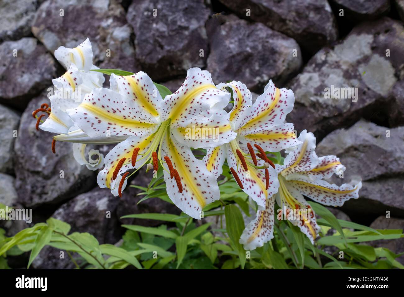 Lily fleurit en été, Kanazawa, Ishikawa, Japon. Banque D'Images