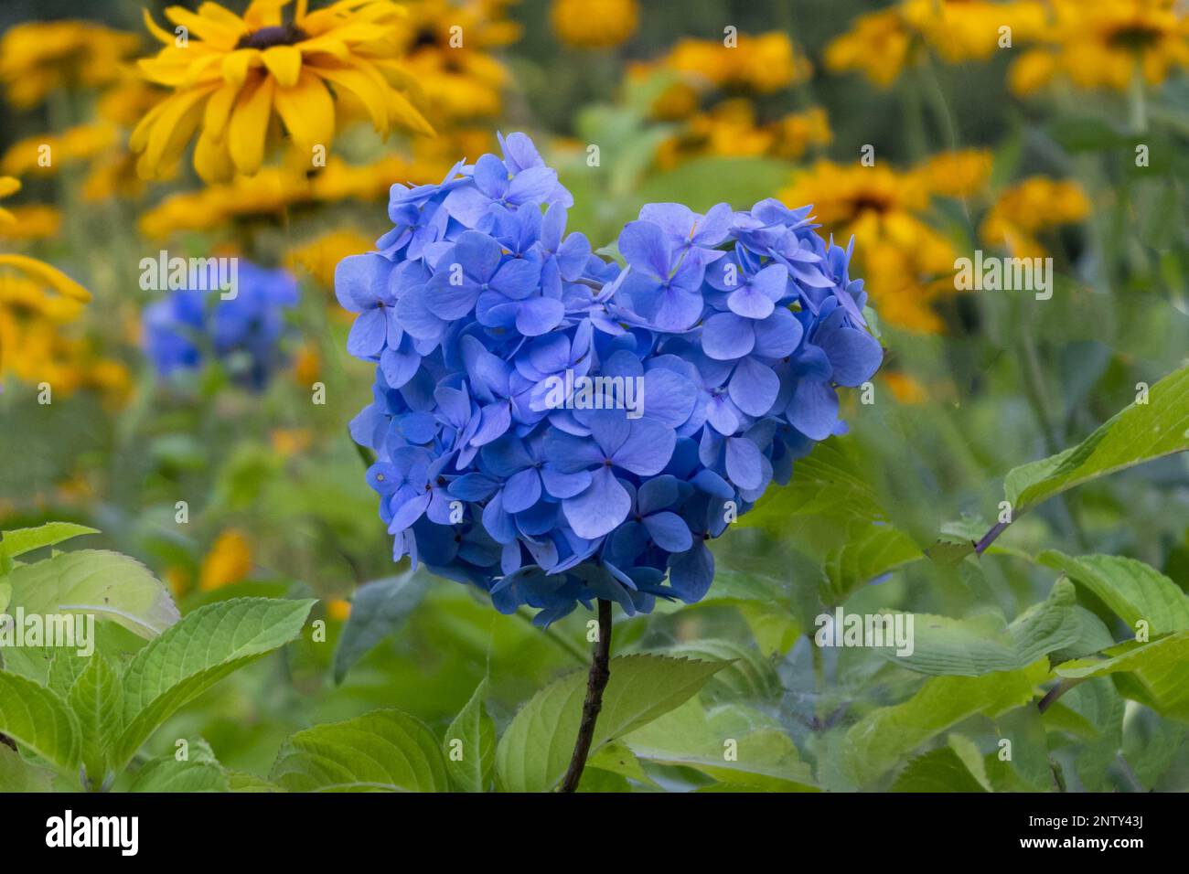 Rhododendron fleurit en été, Shiramine, Ishikawa Japon. Banque D'Images