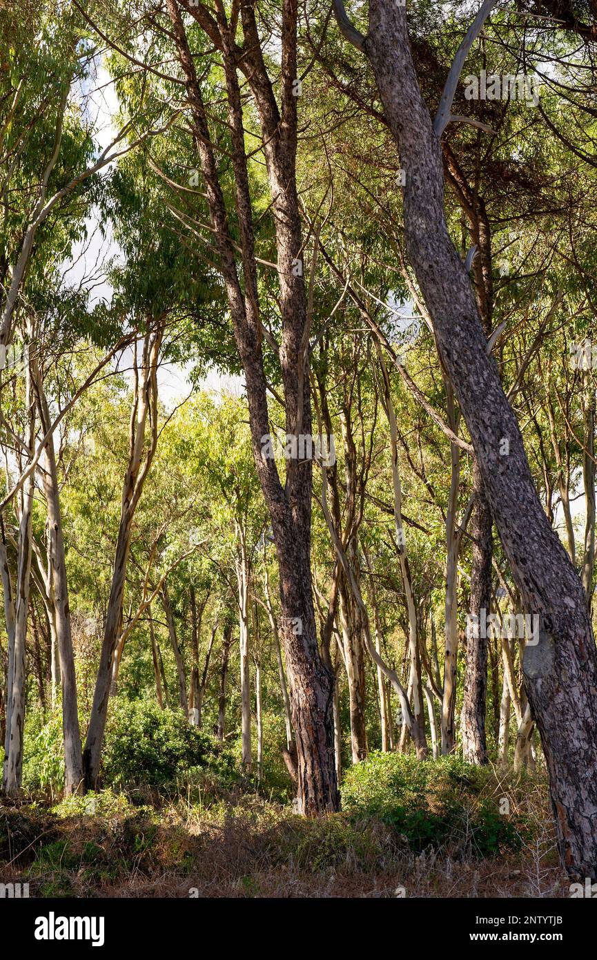 Une forêt près de la ville de Nora, Sardaigne, Italie Banque D'Images