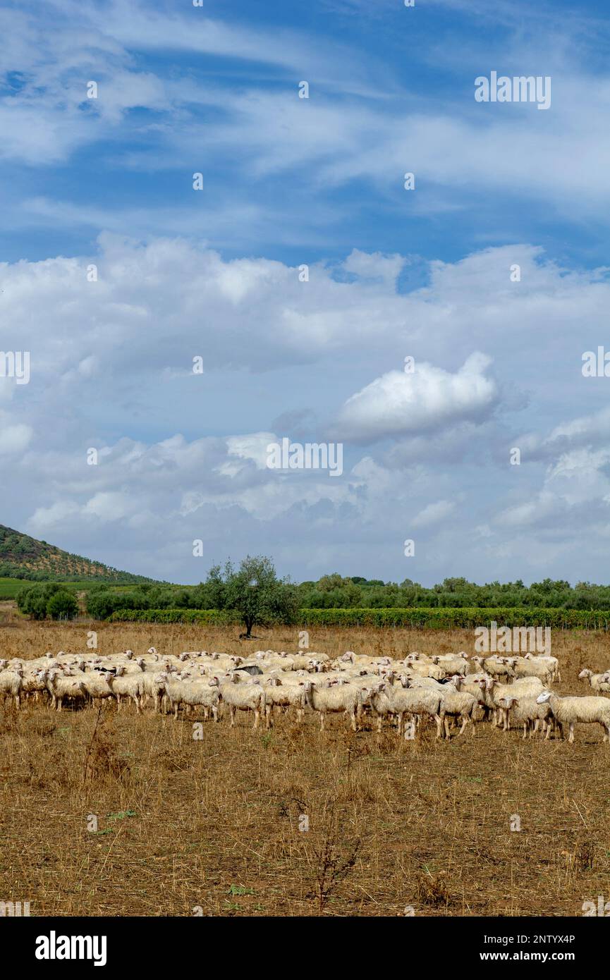 Un troupeau dans la campagne autour de Serdiana, Sardaigne, Italie Banque D'Images