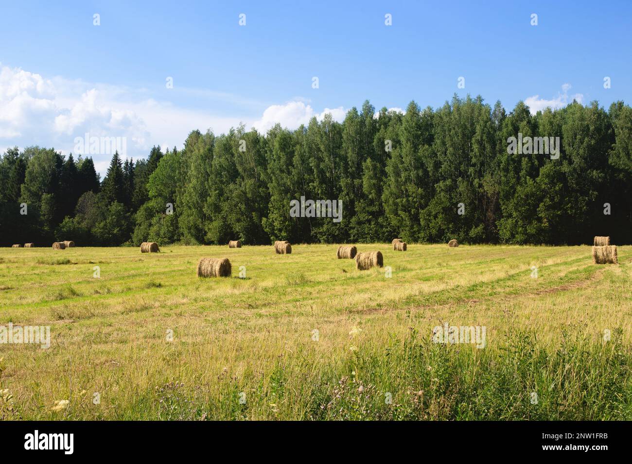 Prairie verte avec balles de foin. Fenaison dans la campagne, paysage pittoresque. Banque D'Images