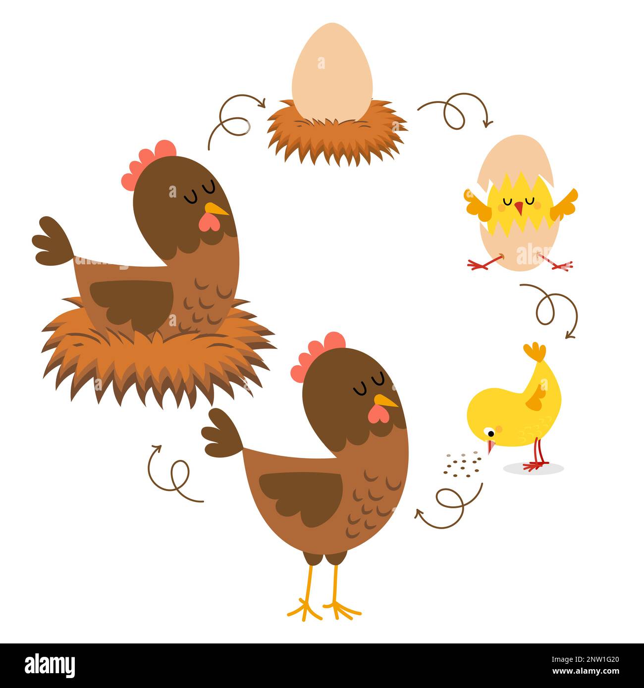 Cycle de vie du poulet. Éclosion et processus de croissance du poulet. Stades de croissance du poulet de l'œuf à la poule et de l'oiseau-mère adulte. Illustration de Vecteur