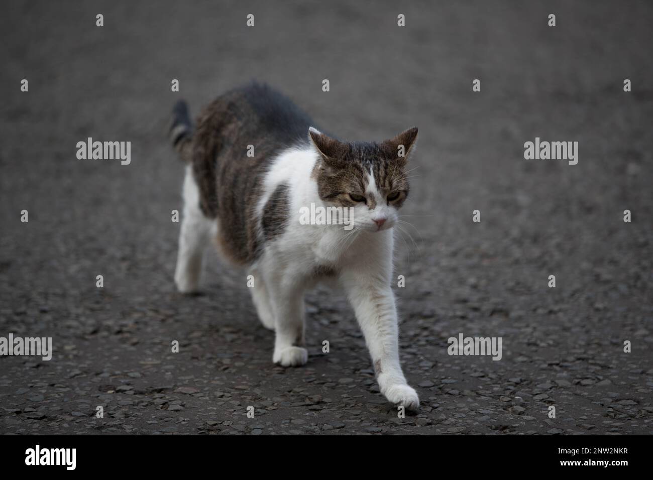 Londres, Royaume-Uni, 27th février 2023. Larry, The Cat, à Downing Street No 10. Credit: Uwe Deffner / Alamy Live News Banque D'Images