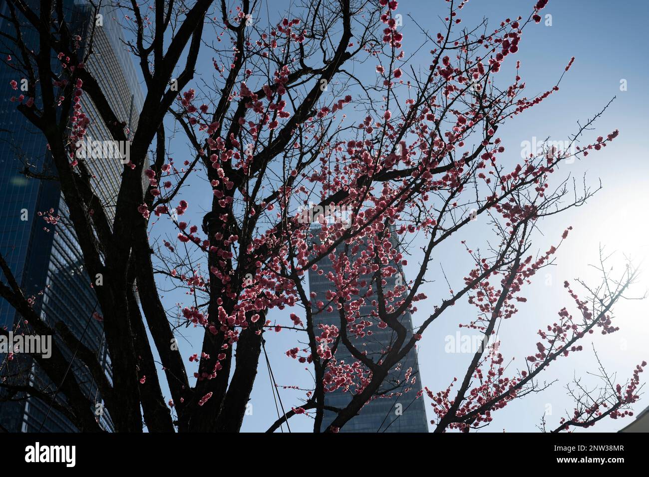 Tokyo, Japon. 28th févr. 2023. Les cerisiers en fleurs commencent à fleurir sur un arbre à l'extérieur de la gare de Tokyo.Sakura, ou æ œ en japonais, est un symbole bien-aimé du printemps au Japon. Ces délicates fleurs roses sont les fleurs du cerisier et sont célébrées par des festivals, des pique-niques et la contemplation de la transition de la vie. (Credit image: © Taidgh Barron/ZUMA Press Wire) USAGE ÉDITORIAL SEULEMENT! Non destiné À un usage commercial ! Banque D'Images