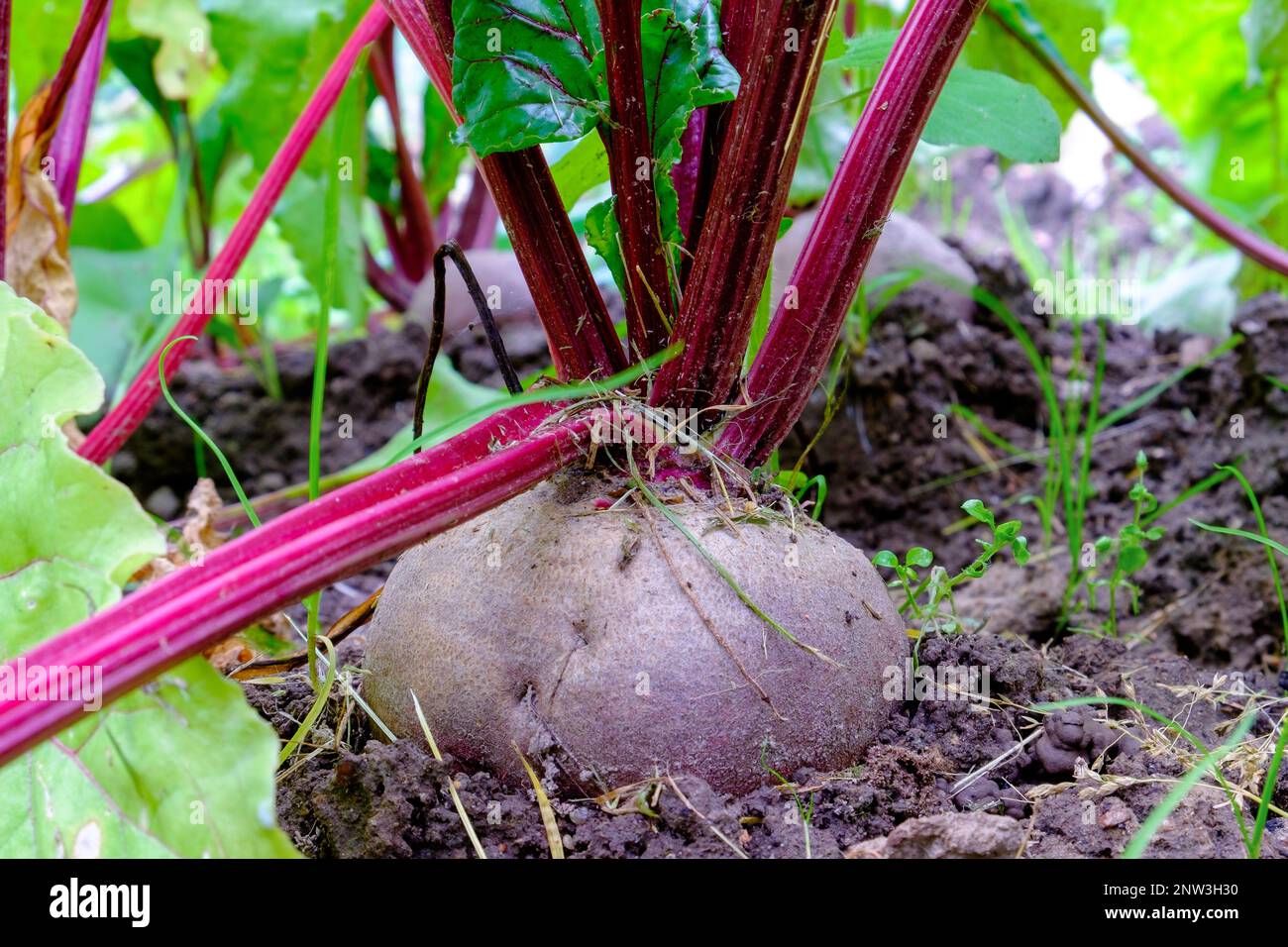 Betterave. Un légume de racine dans le sol. Gros plan Banque D'Images