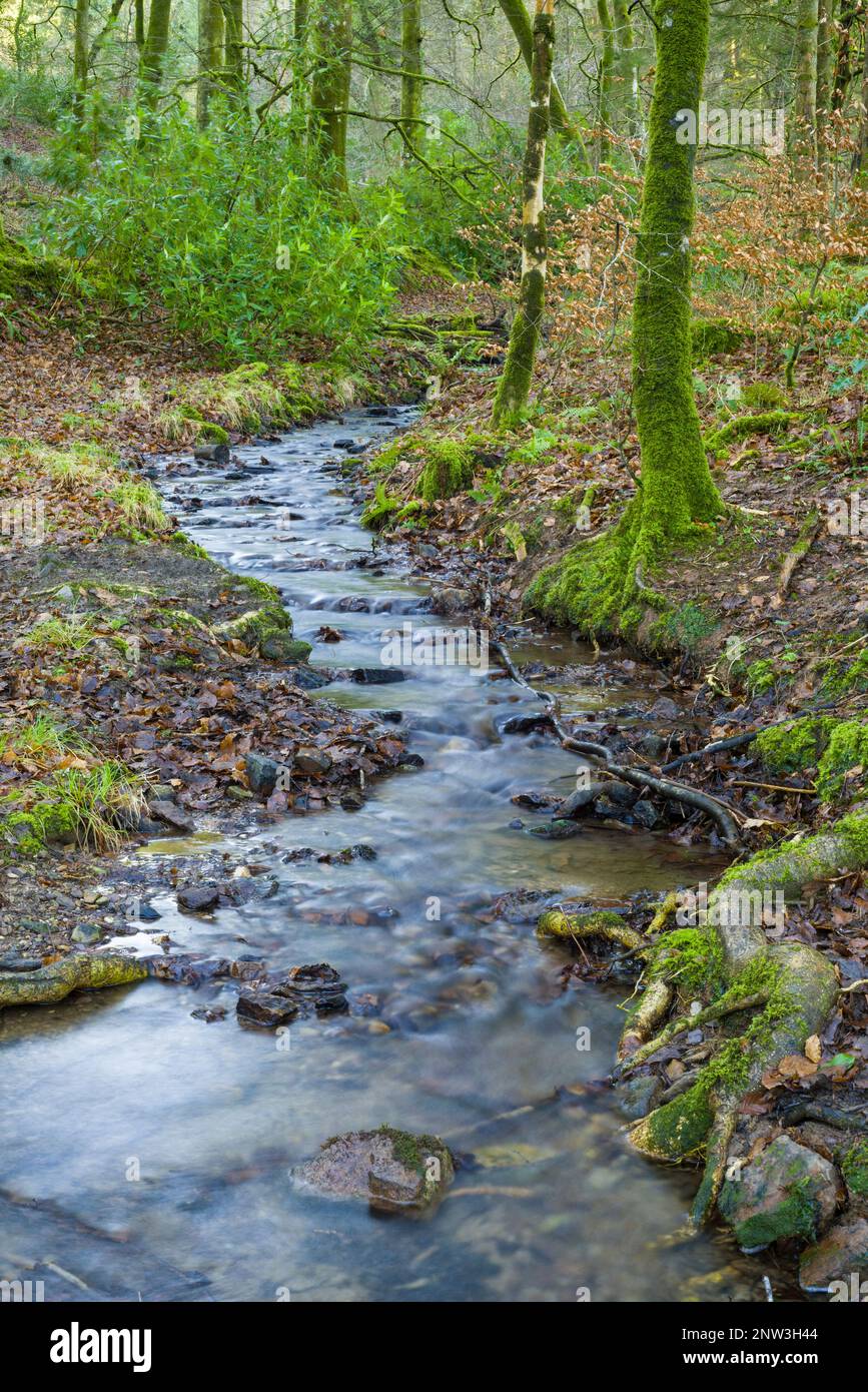 Ruisseau et affluent de la rivière Barle dans les bois de la vallée de la Barle près de Dulverton dans le parc national Exmoor, Somerset, Angleterre. Banque D'Images