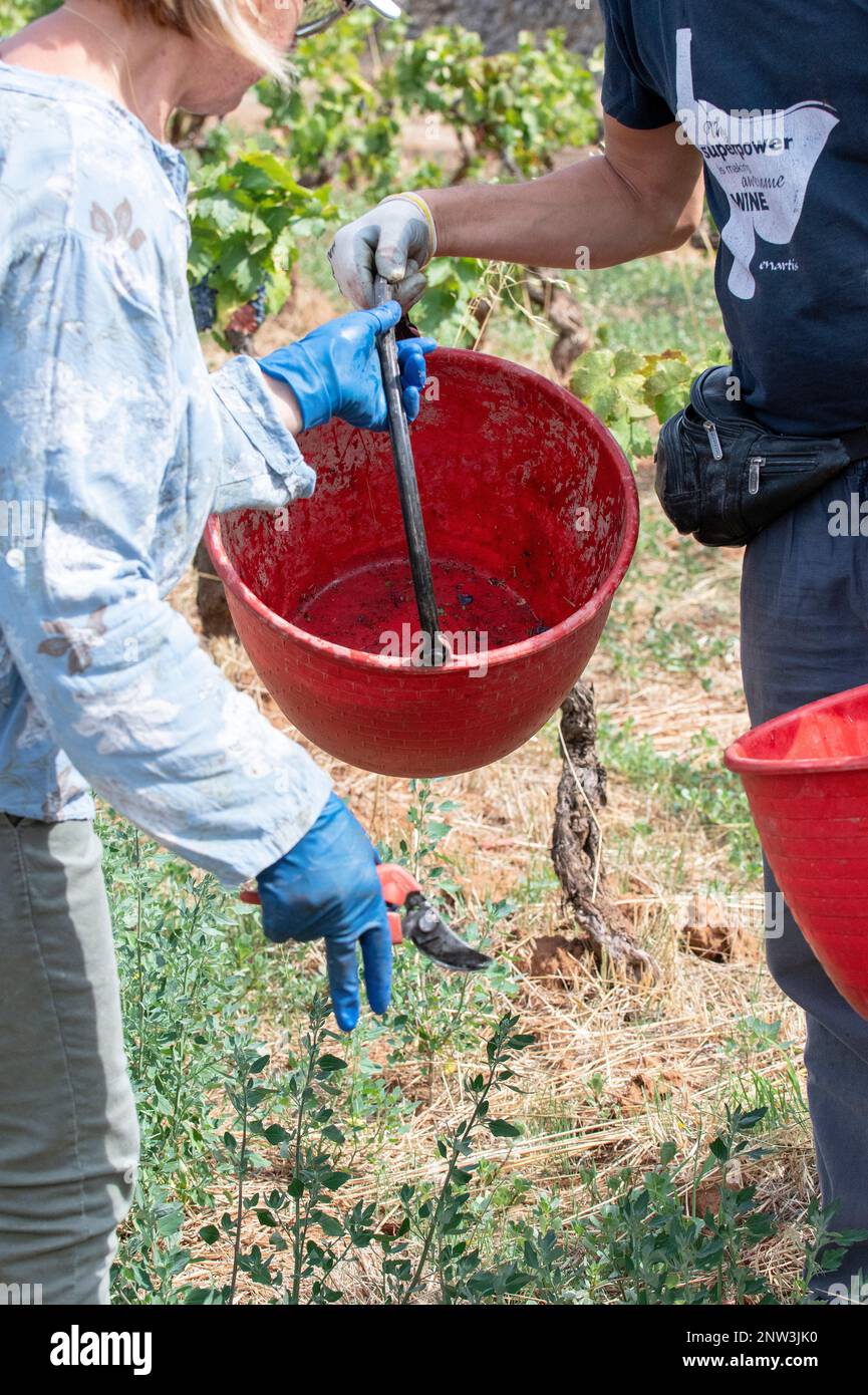 Ouvriers de vignoble échangeant des seaux pendant la saison de récolte à Manduria, Puglia, Italie Banque D'Images