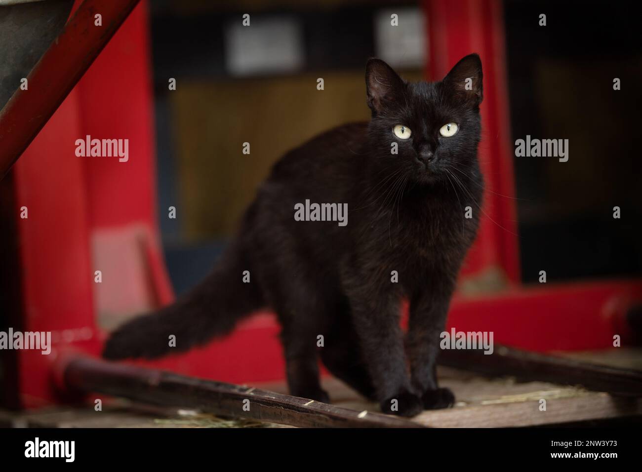 Chat noir dans une ferme Banque D'Images