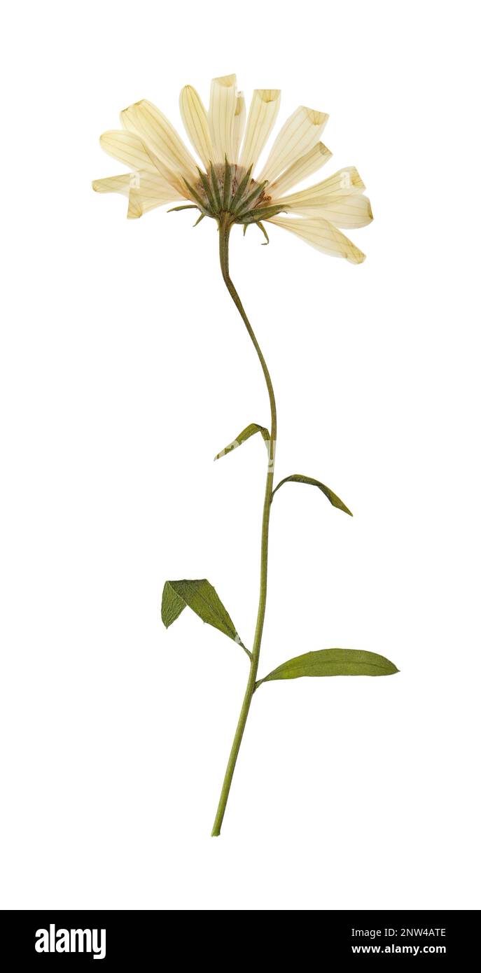 Fleur de prairie sauvage séchée sur fond blanc Banque D'Images