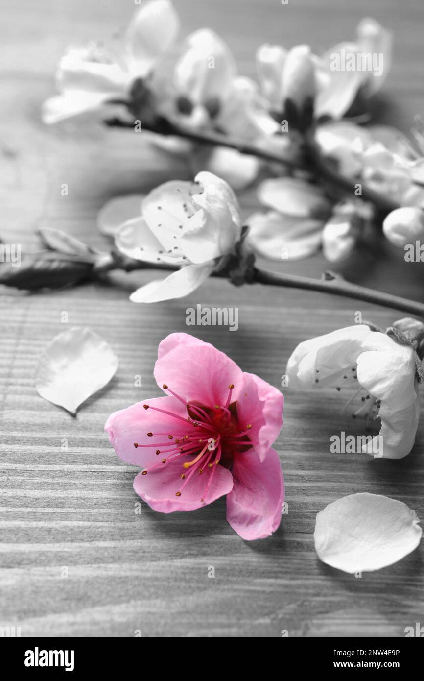 Magnifique arbre sakura fleurit sur fond de bois, gros plan. Tons noir et blanc avec effet de couleur sélectif Banque D'Images