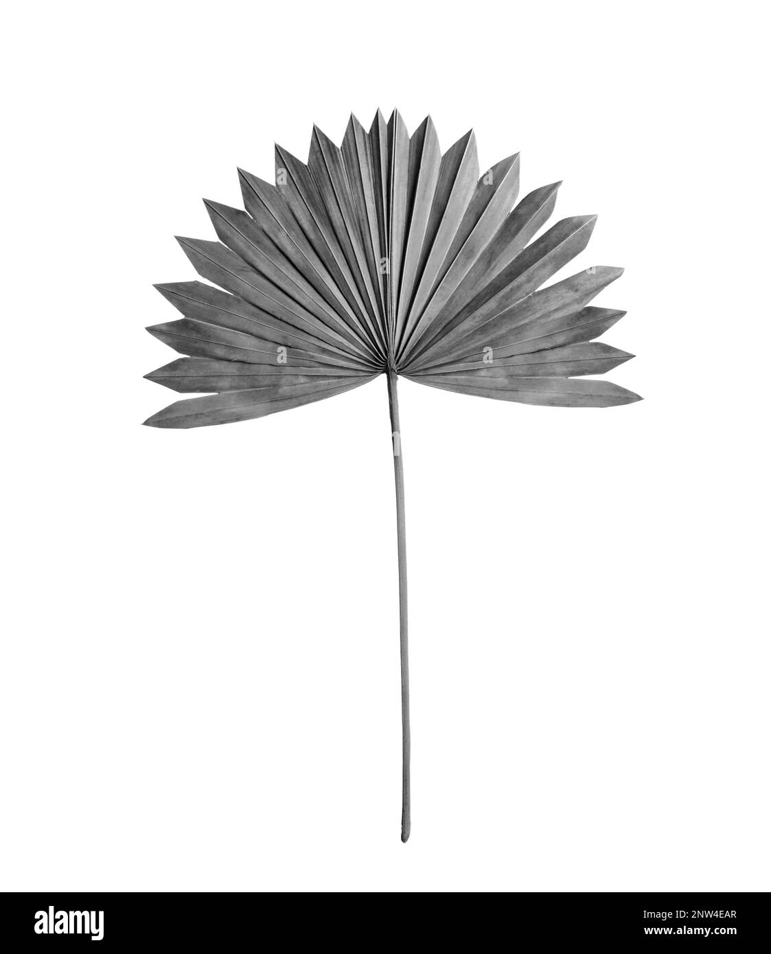 Feuille de palmier éventail sur fond clair. Ton noir et blanc Banque D'Images