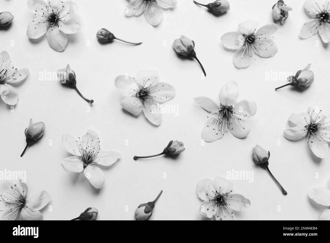 Magnifique cerisier fleuri sur fond clair, plat. Ton noir et blanc Banque D'Images