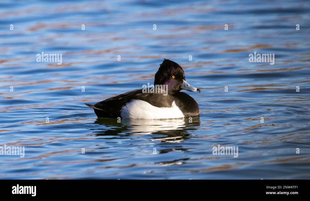 Canard touffeté irisé sur l'eau au soleil Banque D'Images