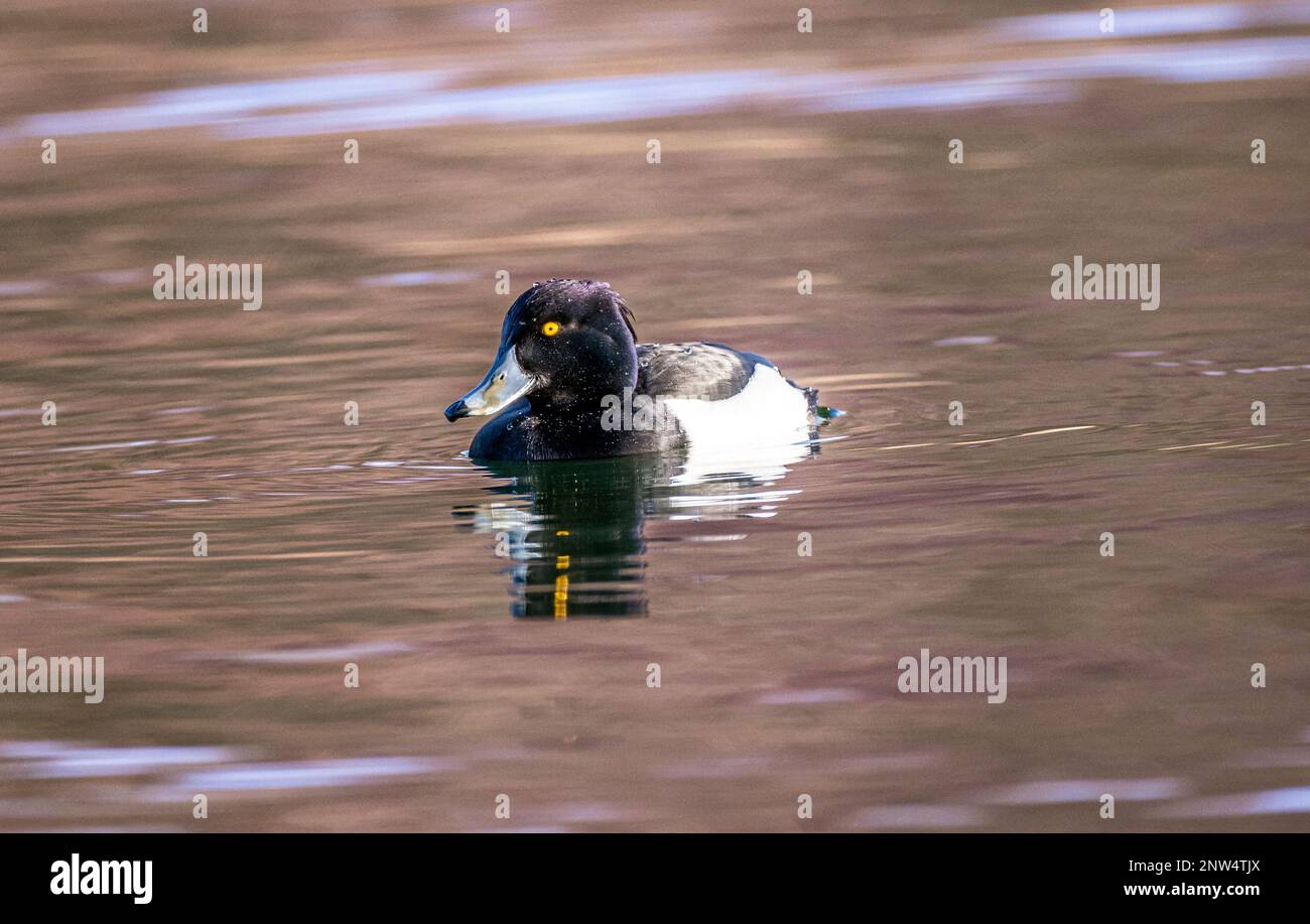 Canard touffeté irisé sur l'eau au soleil Banque D'Images