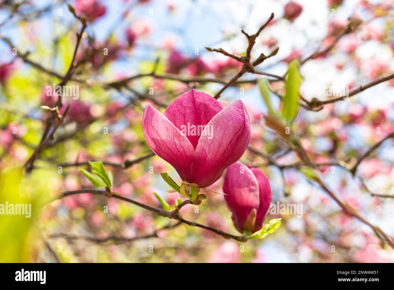 Magnifique magnolia rose en fleurs le jour du printemps. Mise au point sélective Banque D'Images