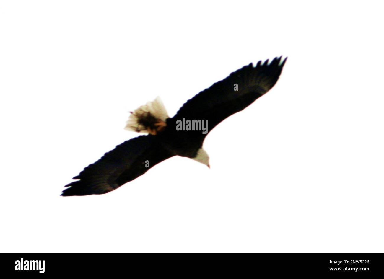 Un aigle vole au-dessus de la tête tandis que des aviateurs avec plusieurs unités de la sécurité de la Garde nationale de l'Air apprennent les tactiques de l'équipe tirant un traîneau ahkio le 18 janvier 2023, dans le cadre d'un cours d'opérations par temps froid de 16 jours dirigé par la Force aérienne à fort McCoy, Wisconsin. Plus de 50 aviateurs participaient à l'entraînement de l'ensemble de la Force aérienne. En plus d'apprendre à utiliser des raquettes et de se déplacer en tant qu'équipe sur le terrain en tirant un traîneau ahkio dans un environnement froid, les aviateurs ont également appris à connaître les abris par temps froid, les techniques de survie, l'usure uniforme par temps froid, et plus encore. Fort McCoy a une longue histoire de suppo Banque D'Images