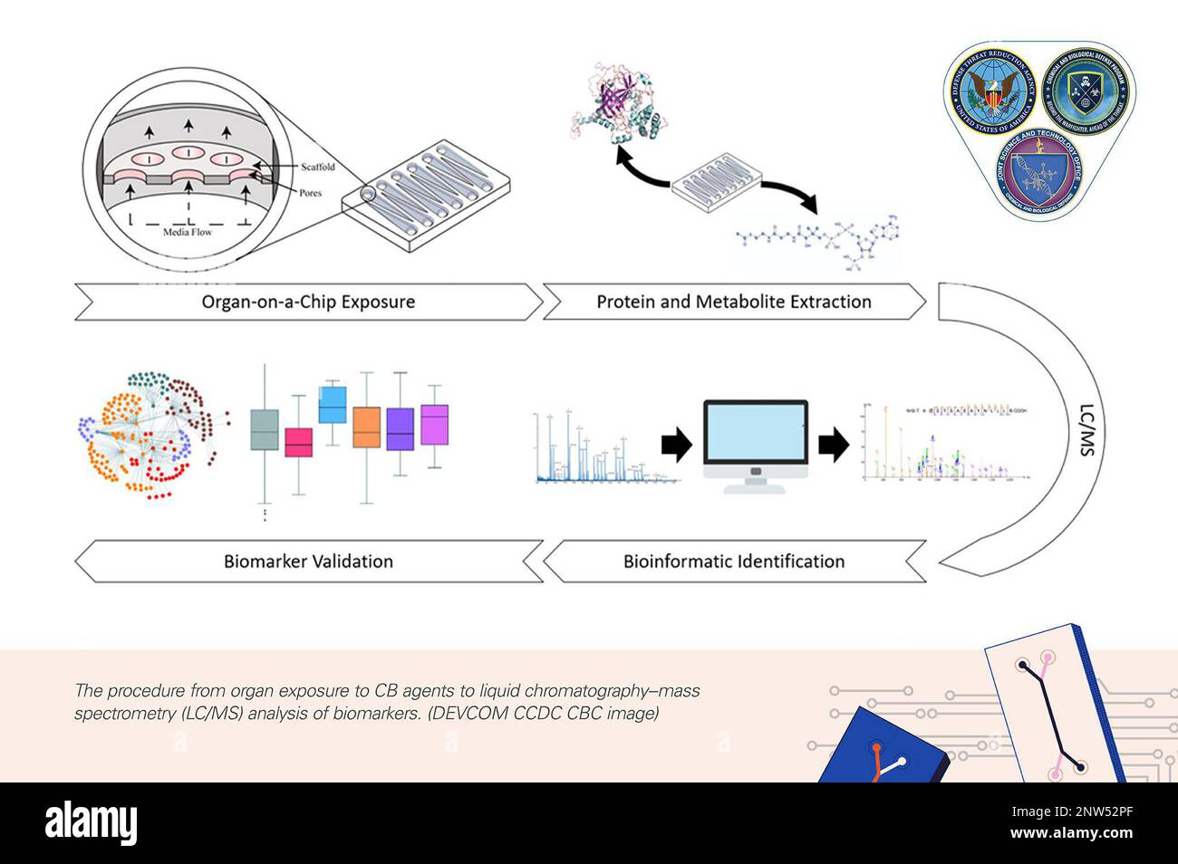 La procédure allant de l'exposition d'organes à des agents CB à l'analyse par chromatographie liquide–spectrométrie de masse (LC/MS) de biomarqueurs. (IMAGE DEVCOM CCDC CBC) Banque D'Images