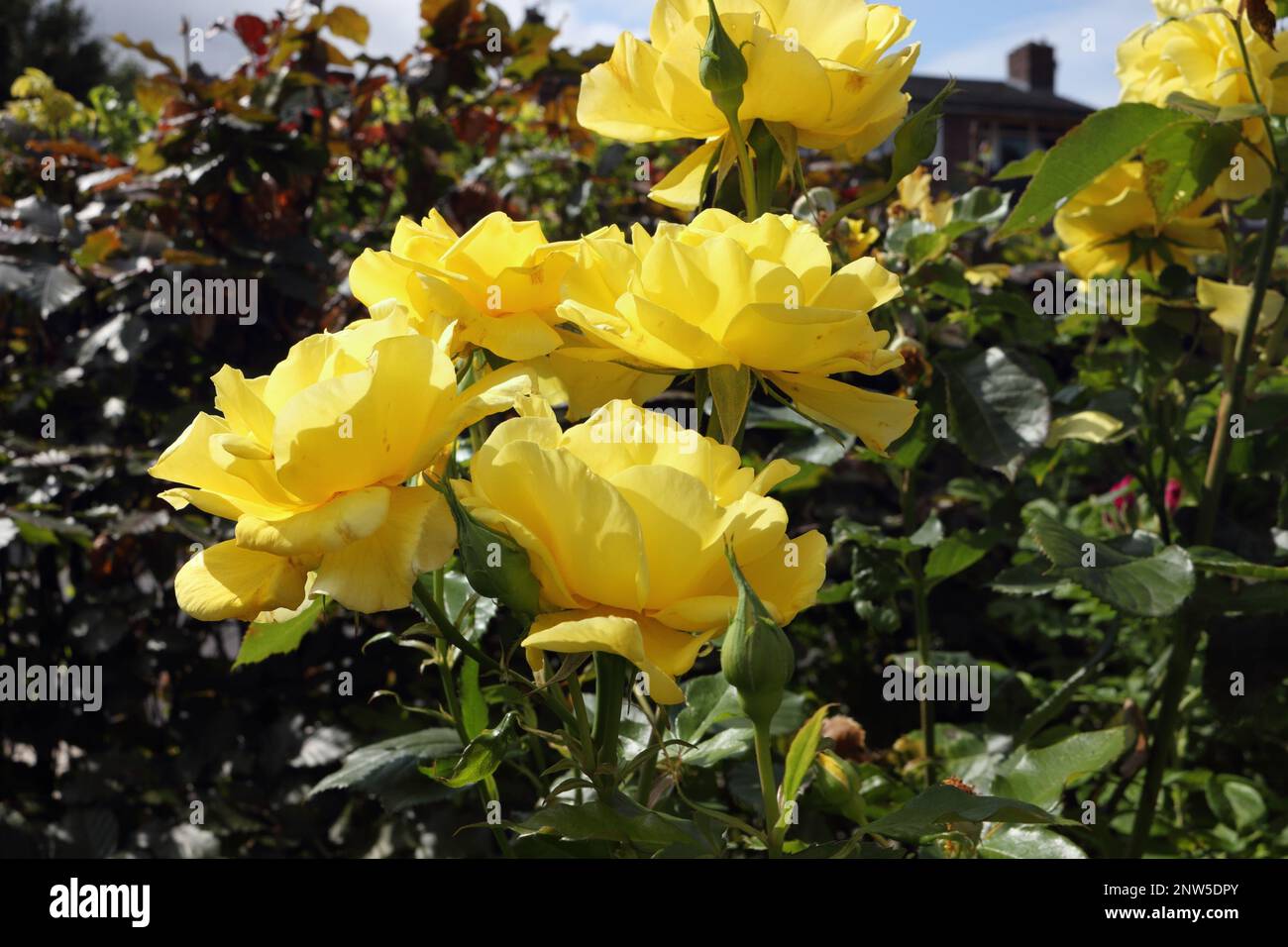 Fleurs roses jaunes en fleur Banque D'Images