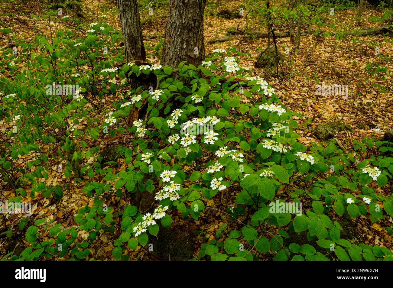 Les sorcières hoblent ou hoblent Bush en pleine floraison au printemps dans les montagnes Adirondack de l'État de New York Banque D'Images