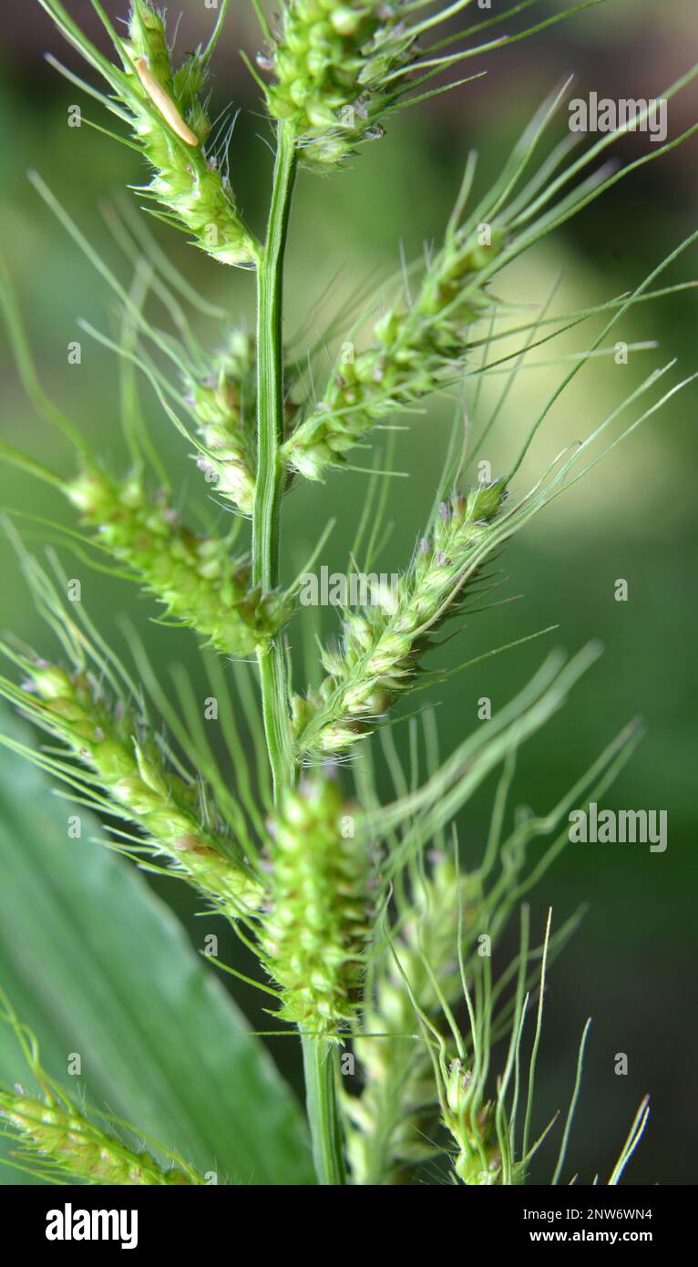 Dans le champ, comme les mauvaises herbes parmi les cultures agricoles poussent Echinochloa crus-galli Banque D'Images