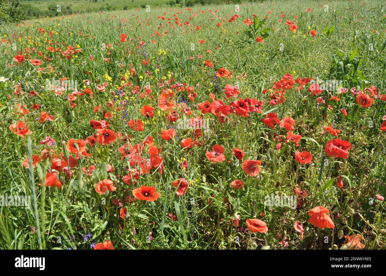 Au milieu de l'été, diverses fleurs sauvages poussent dans le champ. Banque D'Images