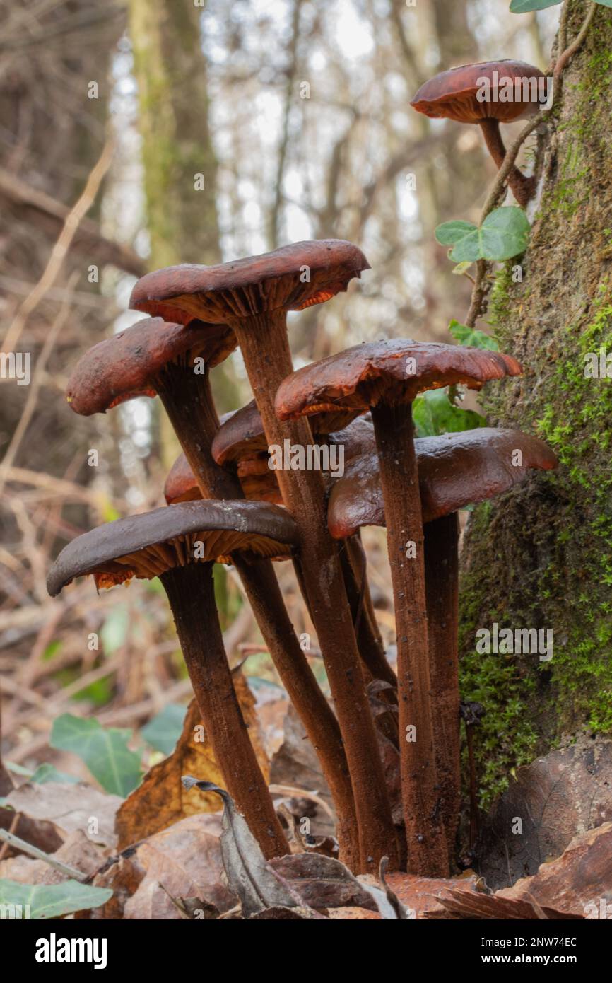 Champignon d'hiver Cortinarius cinnamomeus Banque D'Images