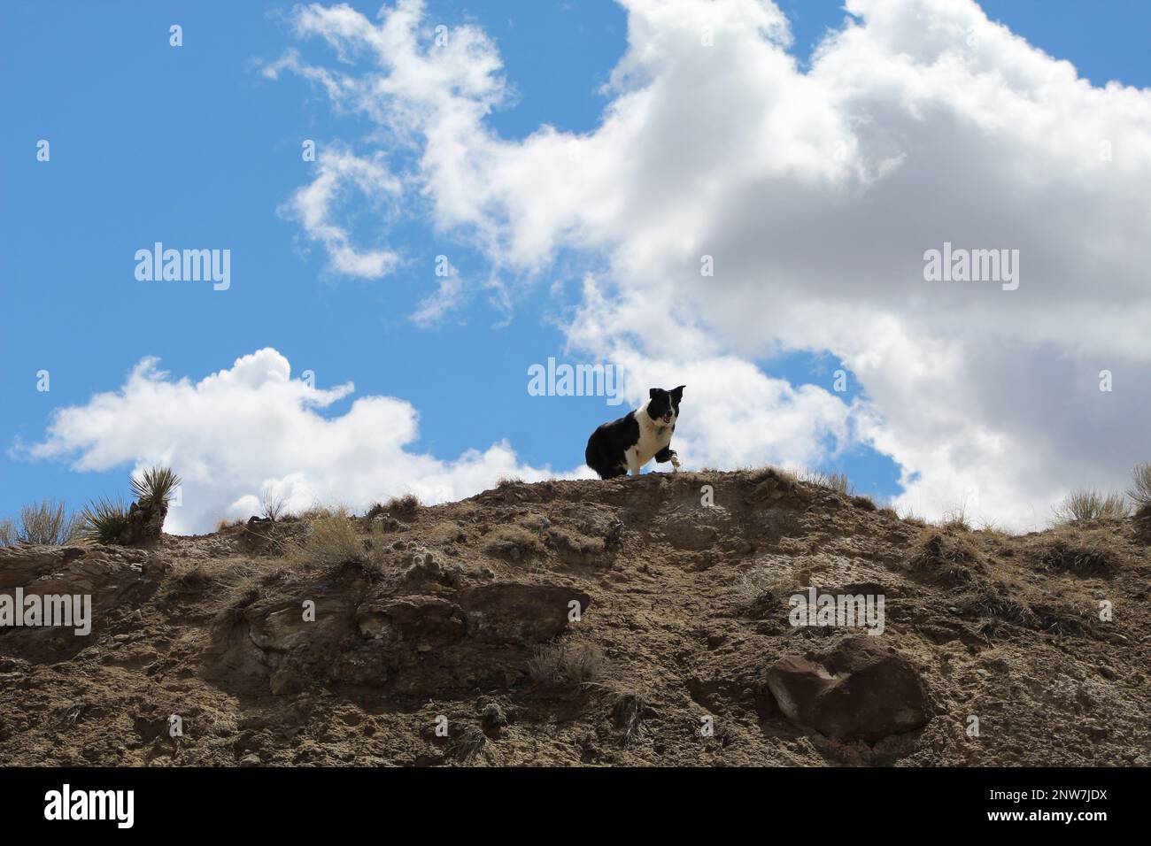 Border Collie sur le sommet de la montagne Banque D'Images