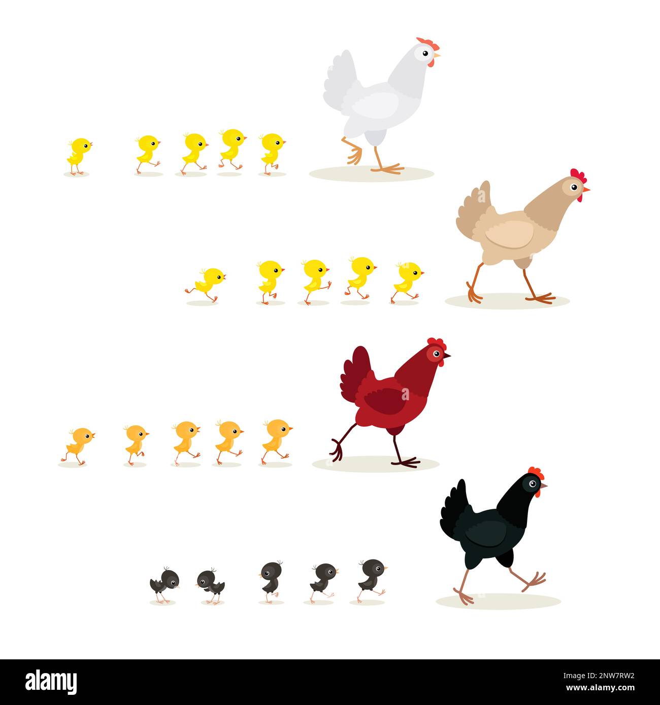Ensemble poules de marche colorées avec poussins. Illustration vectorielle isolée sur fond blanc Illustration de Vecteur