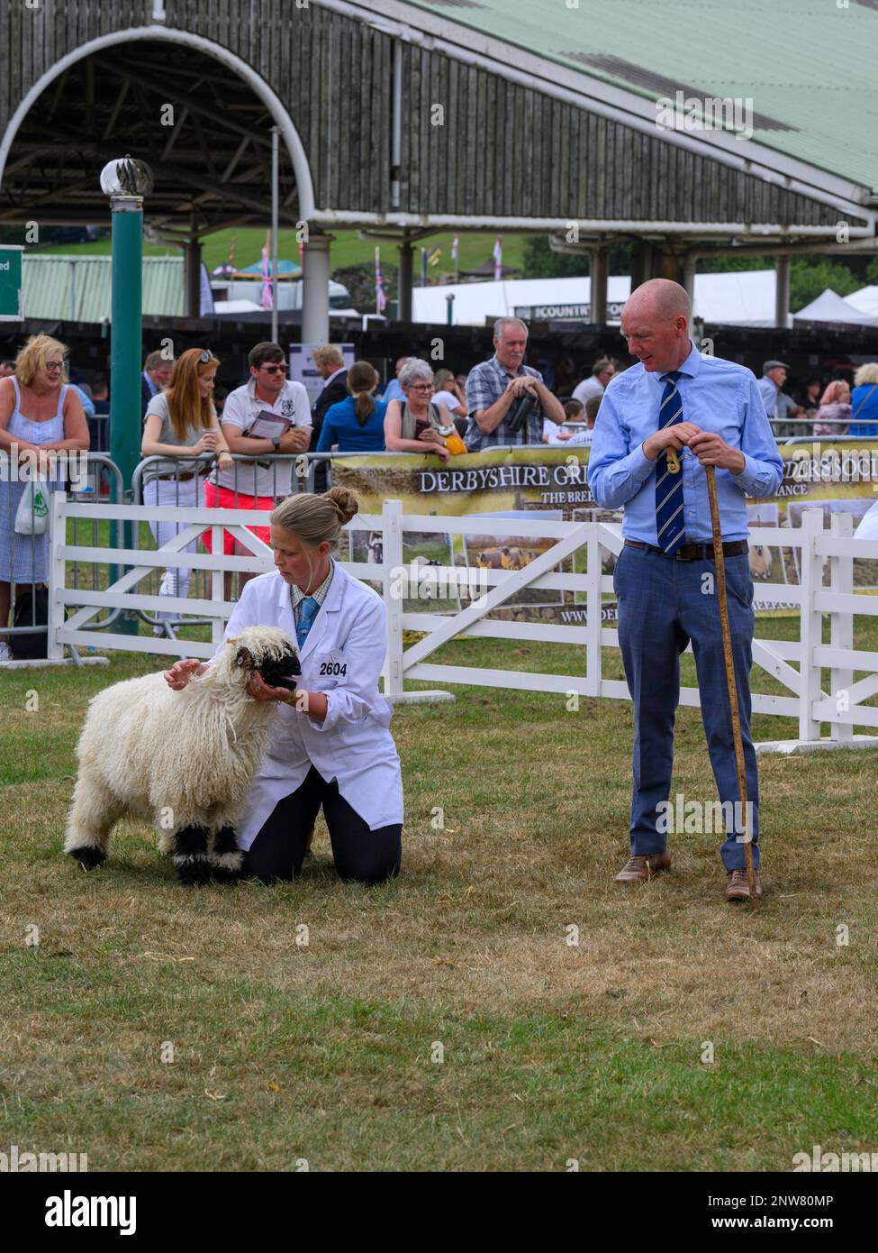 Le joli mouton noir du Valais (polaire blanche et noire à poils fins) doit être jugé par un fermier (femme) - Great Yorkshire Country Show, Harrogate, Angleterre, Royaume-Uni. Banque D'Images
